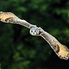 Glide