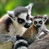 Parental