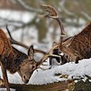 Locking Horns