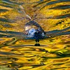 Autumn Seal
