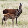 Tenderness