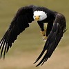 In Flight