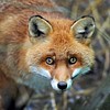 Out-Foxed