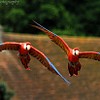 Tandem Flight