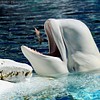 beluga