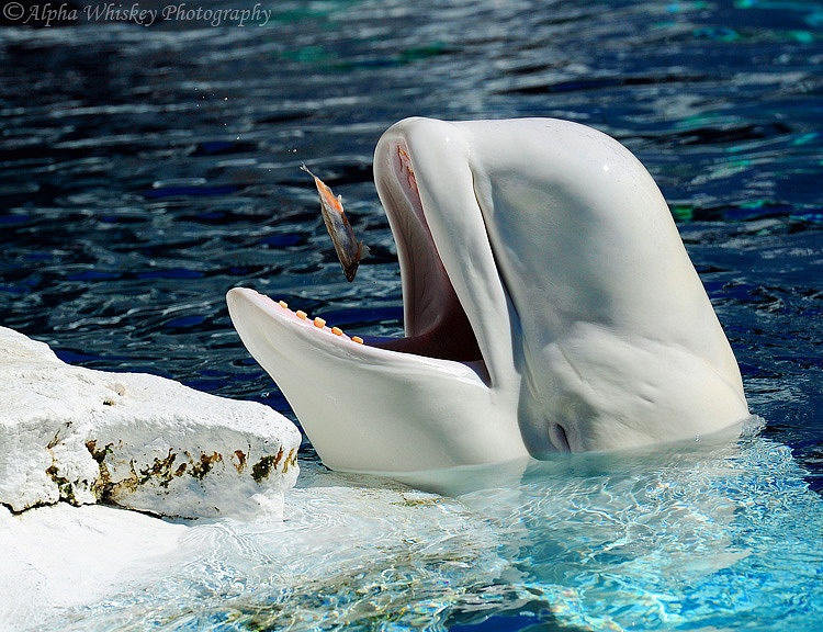 beluga