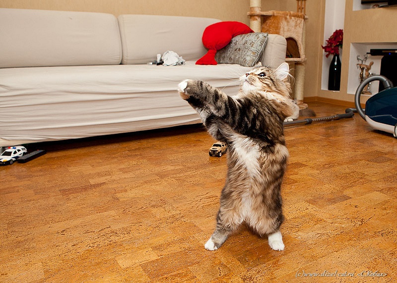 кот танцует