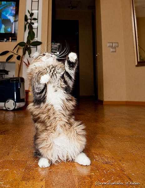 кошка танцует