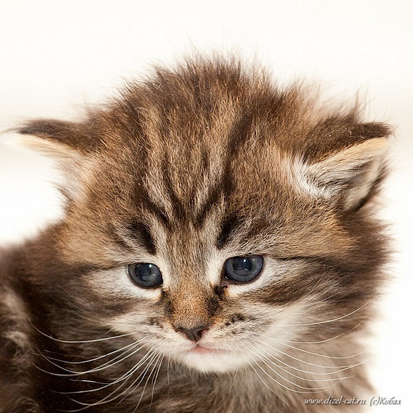 котята сибирской кошки